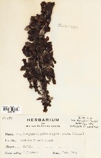 Sargassum polyceratium var. ovatum image