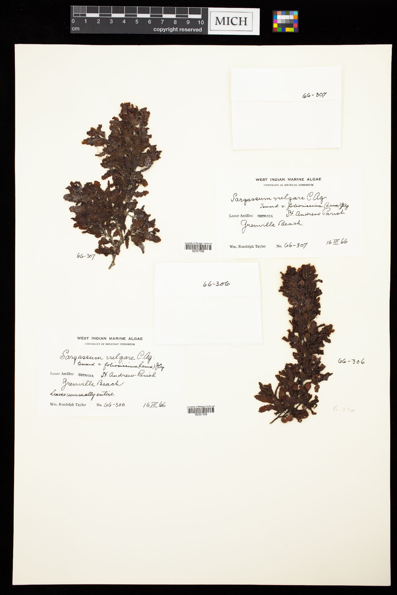 Sargassum vulgare image