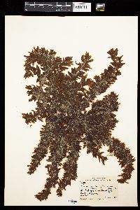 Sargassum vulgare var. foliosissimum image