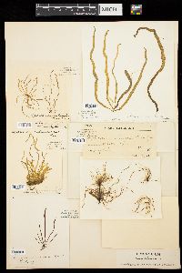 Asperococcus fistulosus image