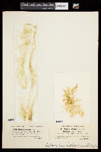 Ectocarpus siliculosus image