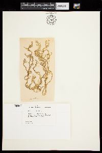 Tinocladia australis image