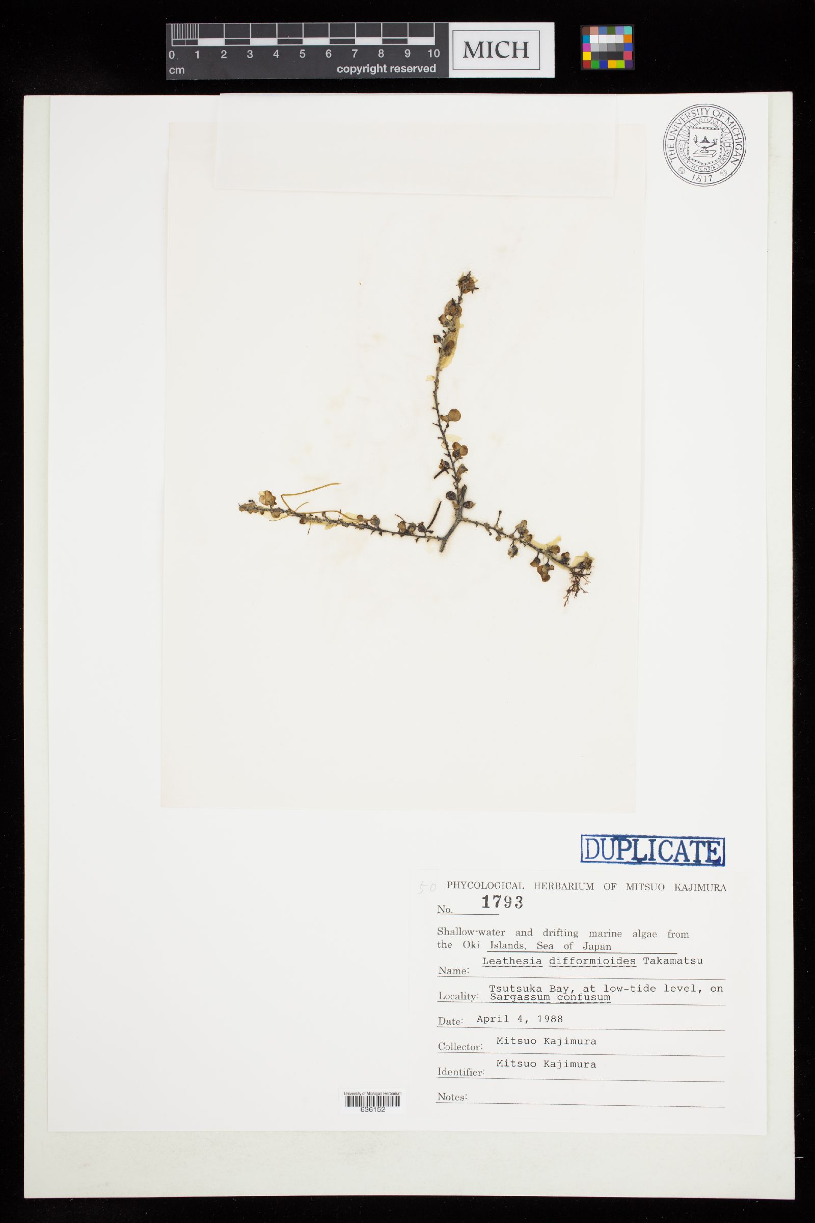 Leathesia difformioides image