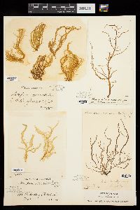 Mesogloia vermiculata image