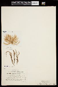 Pylaiella littoralis var. varia image