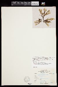 Rugulopteryx okamurae image
