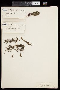 Sphacelaria rigidula image