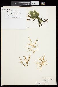 Spongonema tomentosum image