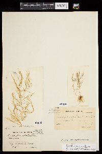 Stictyosiphon laxus image
