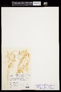 Stictyosiphon lutarius image