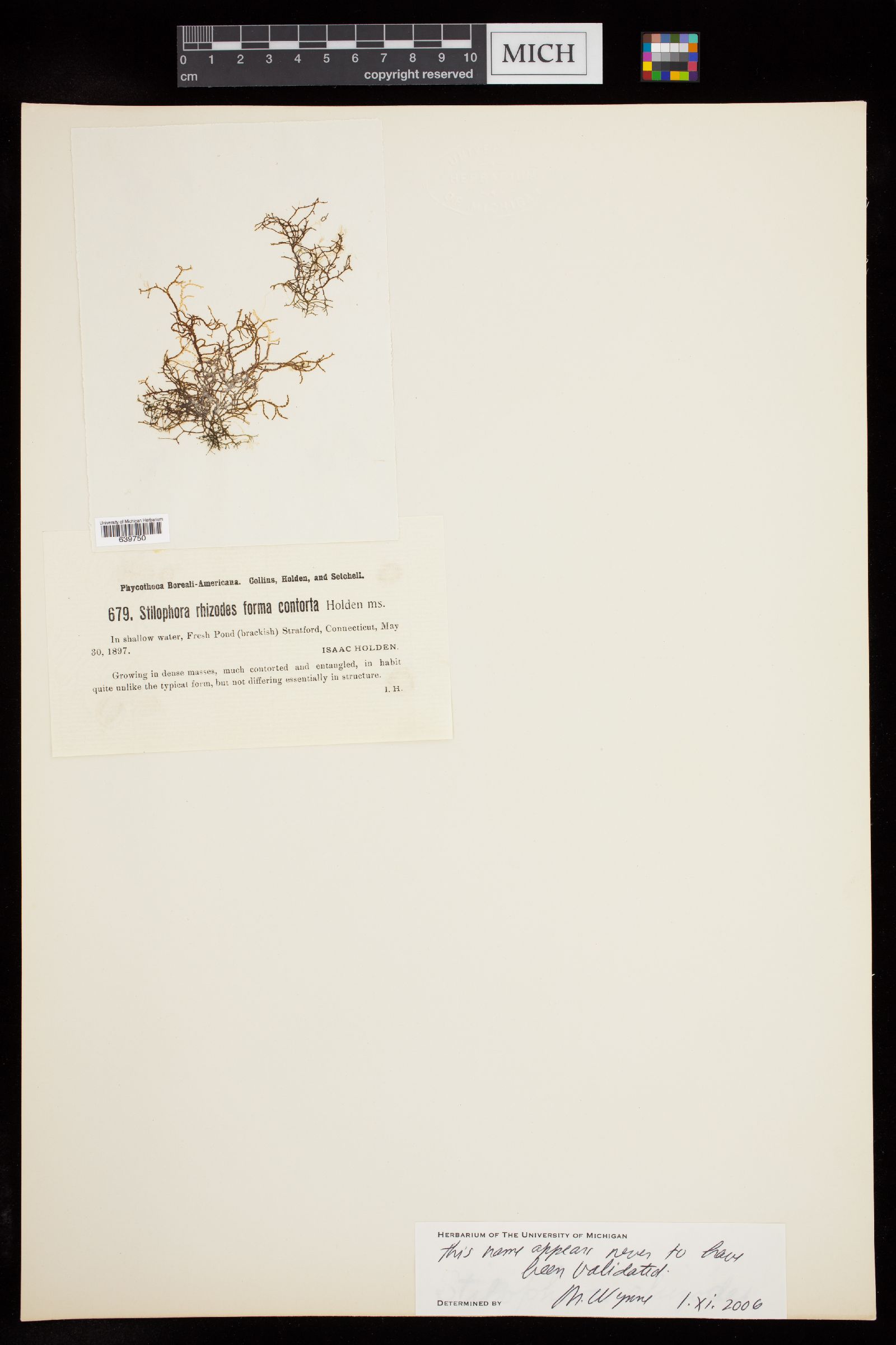 Stilophora rhizodes var. contorta image