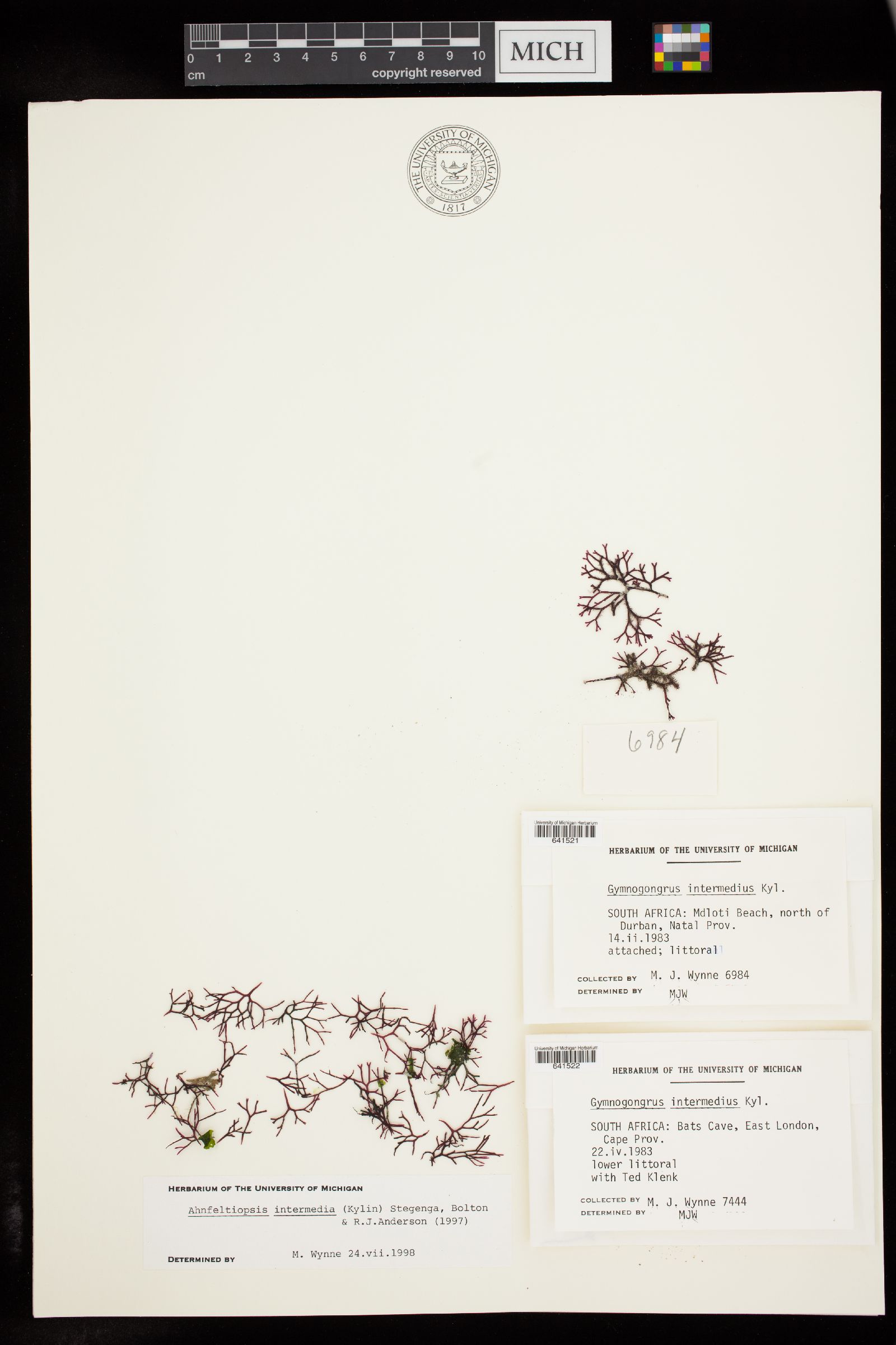 Ahnfeltiopsis intermedia image