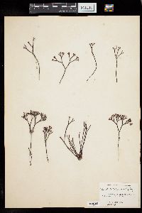 Ahnfeltiopsis durvillei image