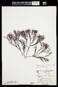 Ahnfeltiopsis furcellata image