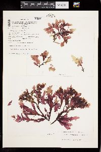 Austrofolium hassleri image
