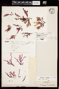Austrofolium howellii image