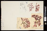 Callophyllis japonica image