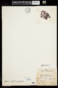 Carpopeltis bushiae image