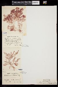 Ceramium arborescens image