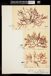 Champia japonica image
