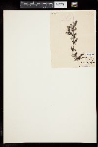 Image of Chiracanthia arborea