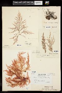 Chondria dasyphylla image