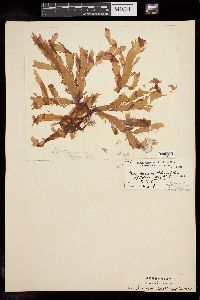 Cladhymenia oblongifolia image
