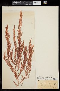 Cumathamnion decipiens image