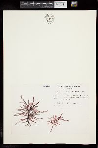 Dasyclonium cuneifolium image