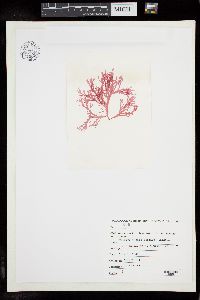 Ptilonia okadae image