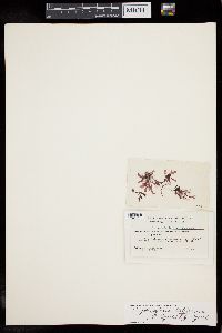 Erythroglossum californicum image
