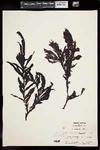 Erythrophyllum delesserioides image