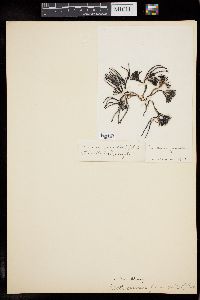 Furcellaria lumbricalis image