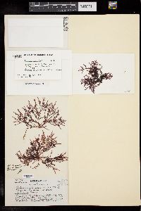 Gelidium floridanum image