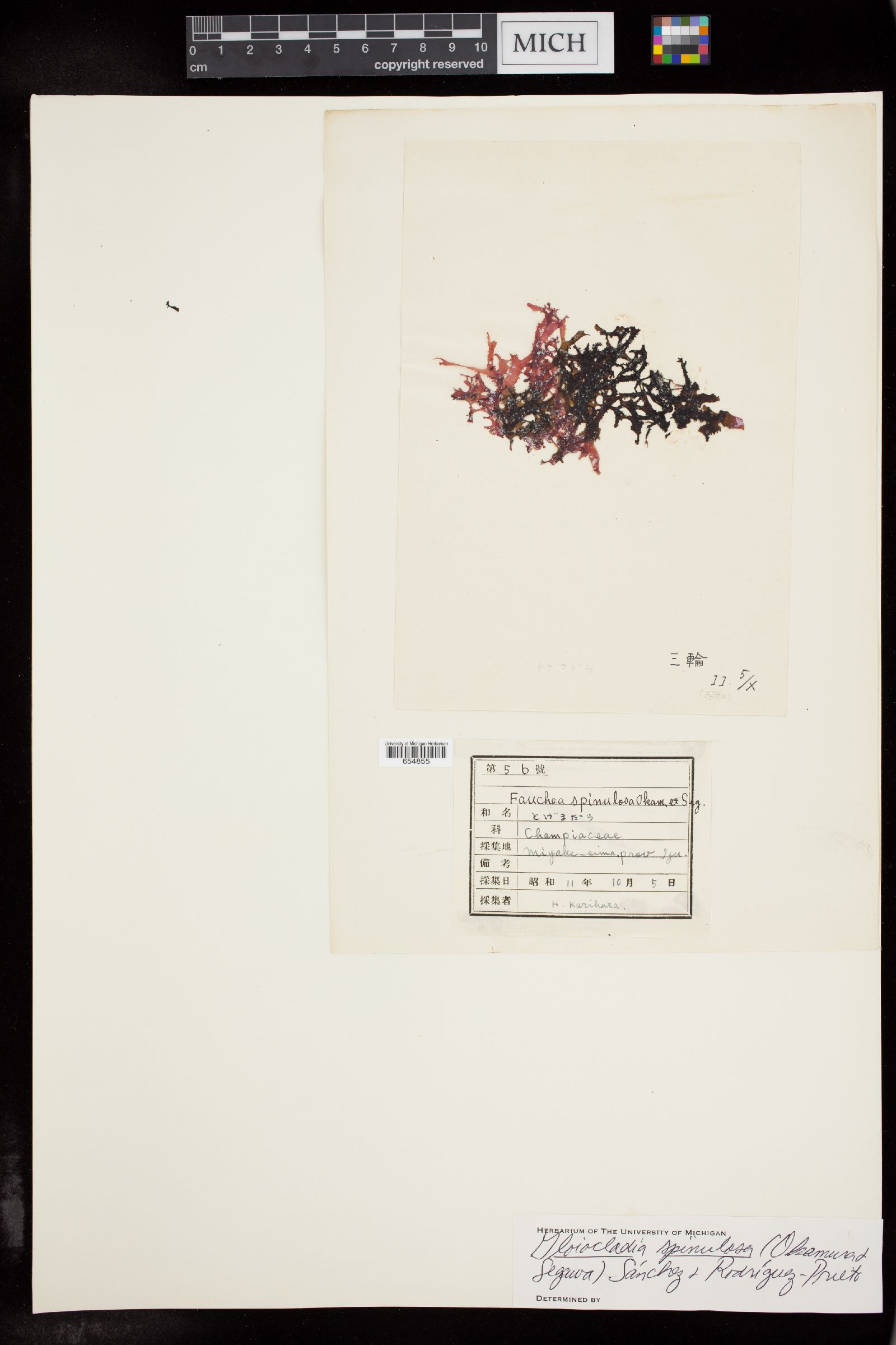 Gloiocladia spinulosa image