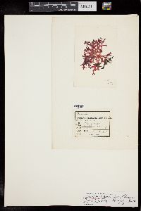 Gloiocladia spinulosa image
