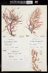 Gracilaria domingensis image