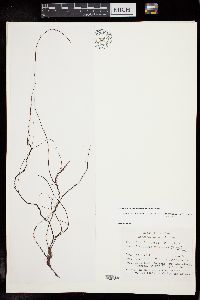 Gracilaria gracilis image