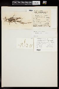 Gracilaria salicornia image