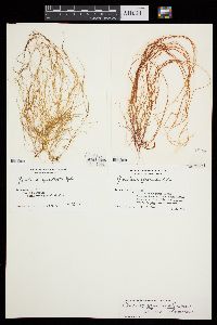 Gracilariopsis carolinensis image