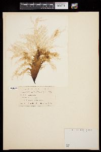 Halymenia pseudofloresii image