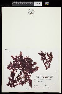Hymenena endiviaefolia image