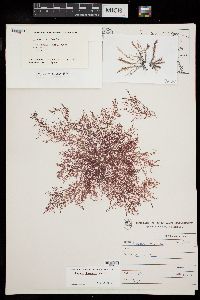 Hypnea charoides image