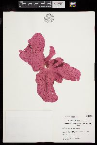 Kallymenia crassiuscula image
