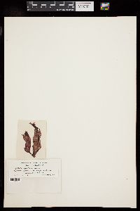 Acrochaetium porphyrae image