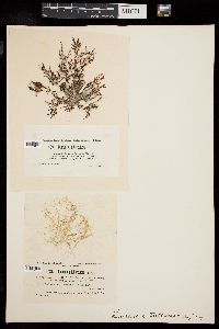 Laurencia tuberculosa image