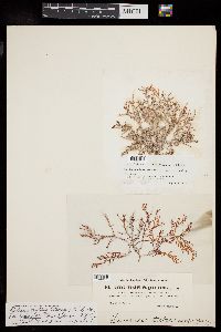 Laurencia tuberculosa image