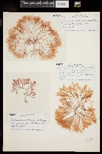 Lophocladia trichoclados image