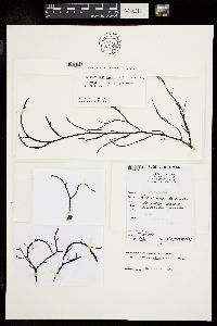 Melanothamnus somalensis image