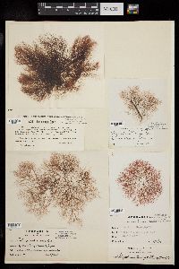 Neosiphonia harveyi image